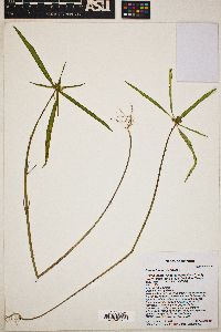 Euphorbia heterophylla image