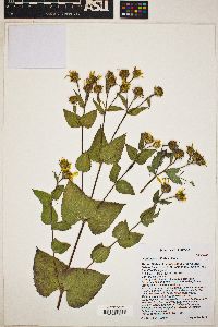 Aldama cordifolia image