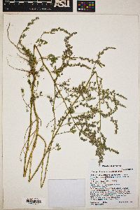 Chenopodium neomexicanum image