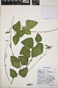 Phaseolus ritensis image