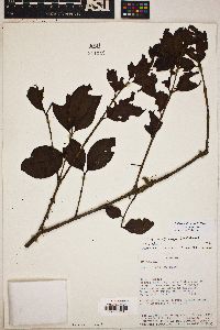 Psidium pedicellatum image