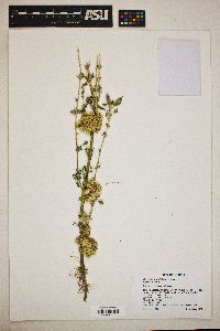 Cuscuta odontolepis image