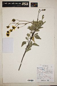 Encelia farinosa image