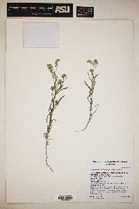 Cryptantha barbigera image