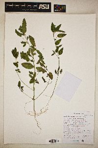 Acalypha neomexicana image