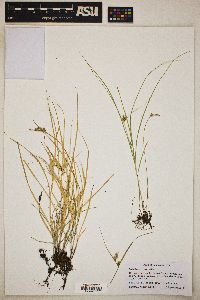 Carex inversa image