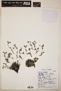 Potentilla rhyolitica image