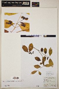 Psidium friedrichsthalianum image