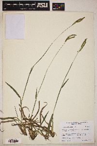 Paspalum dilatatum image