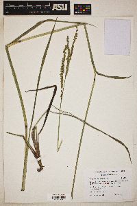 Paspalum floridanum image