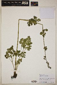 Thalictrum venulosum image