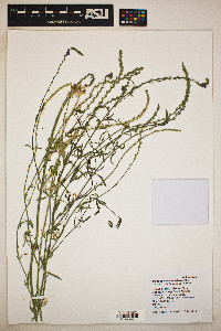 Verbena pinetorum image