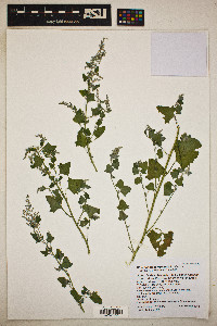 Chenopodium fremontii image