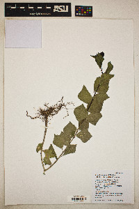 Populus fremontii image