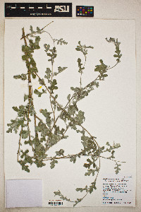 Parthenium incanum image