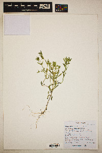 Phlox gracilis image