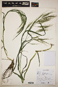 Bromus diandrus image