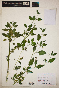 Solanum americanum image