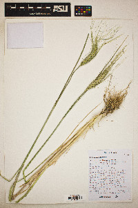 Triticum aestivum image