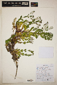 Veronica anagallis-aquatica image