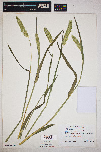 Phalaris angusta image