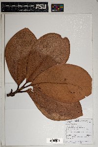 Clusia penduliflora image