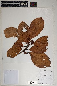 Clusia penduliflora image