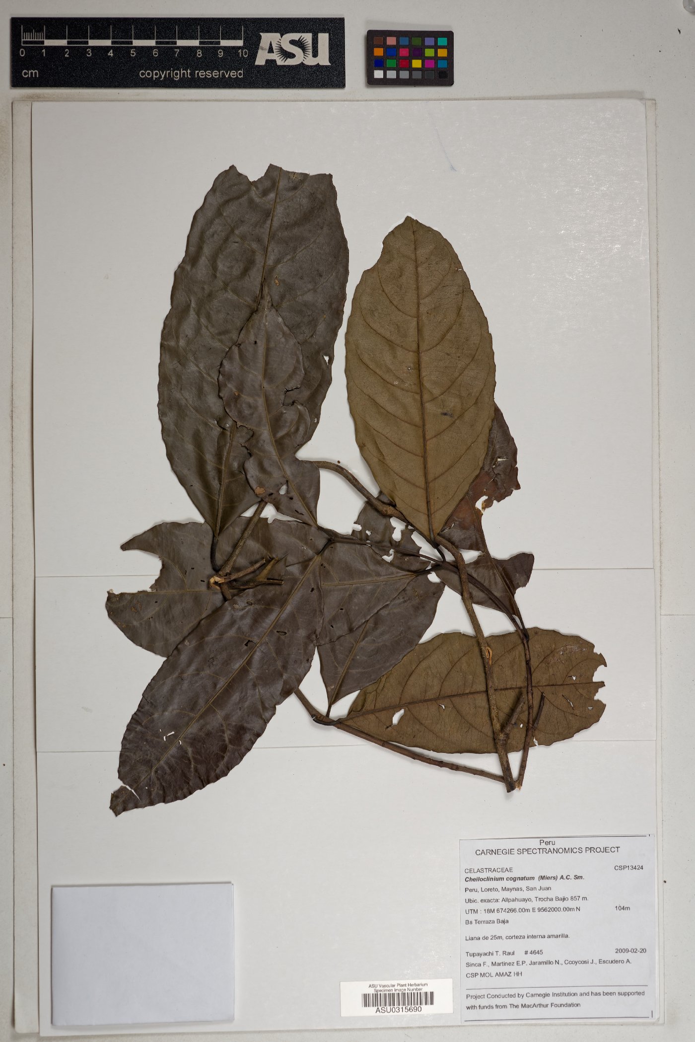 Cheiloclinium cognatum image