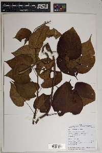 Ipomoea philomega image