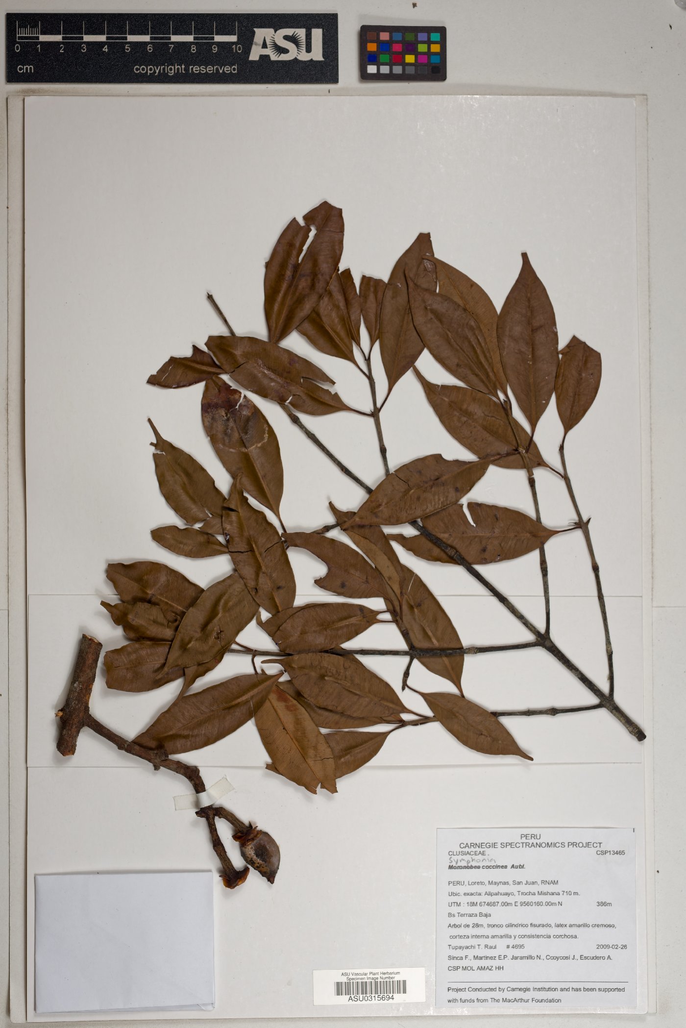 Moronobea coccinea image