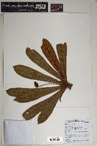 Terminalia reticulata image