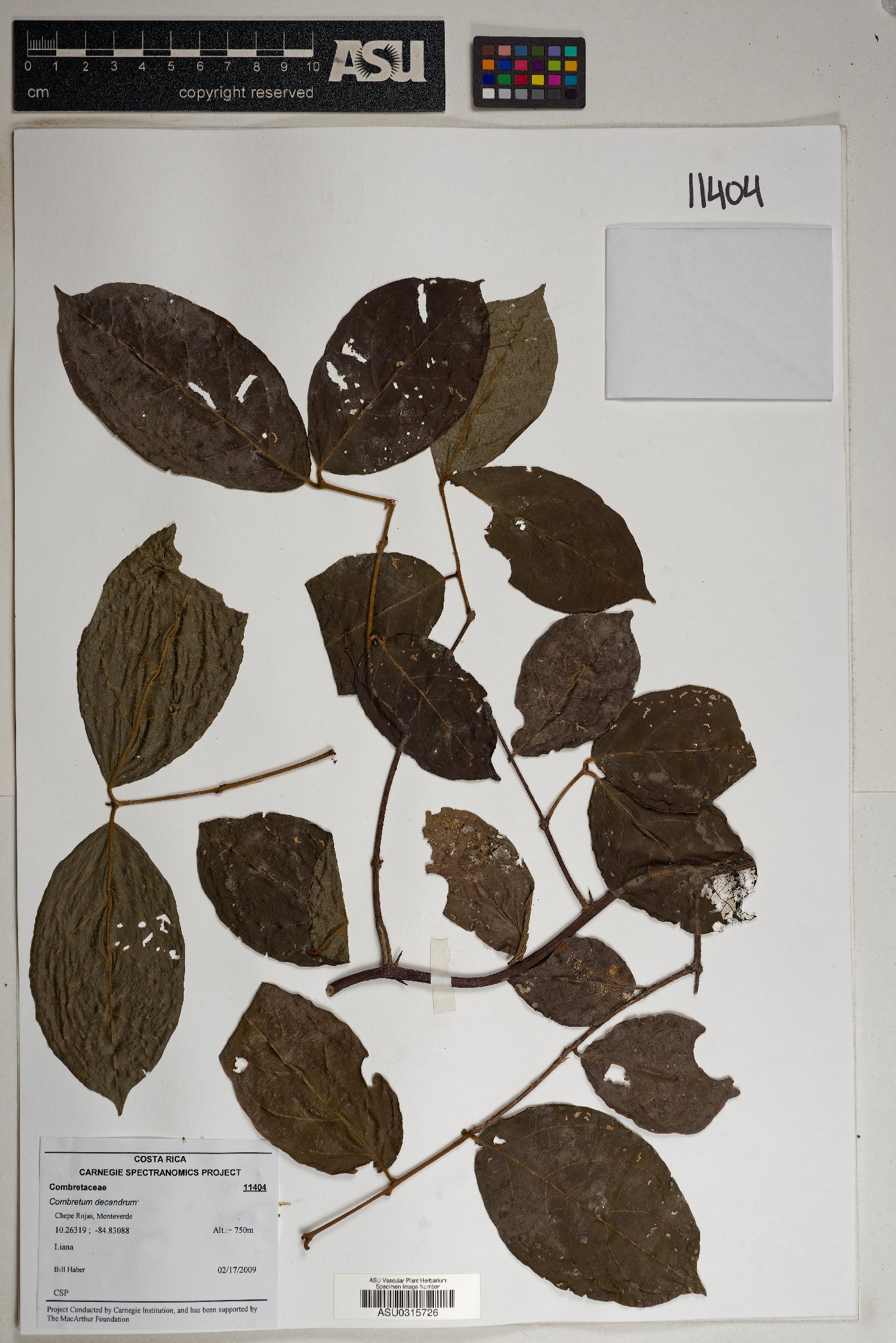 Combretum decandrum image