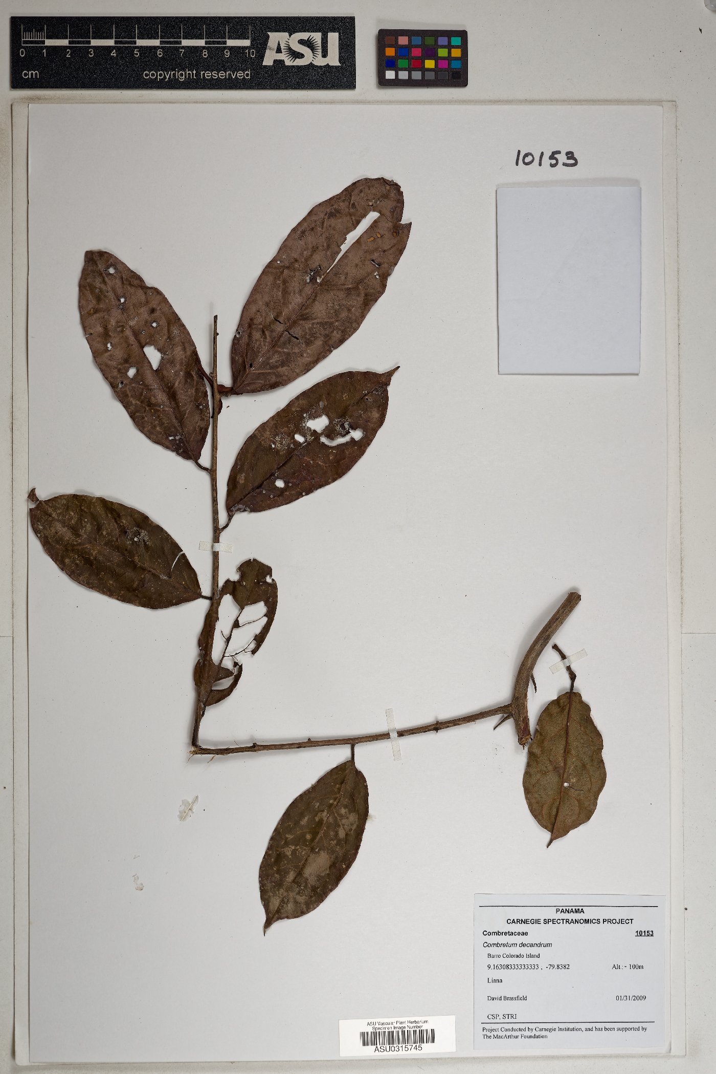 Combretum decandrum image