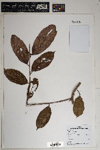 Combretum decandrum image