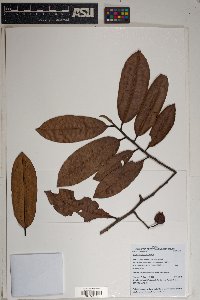 Caraipa tereticaulis image