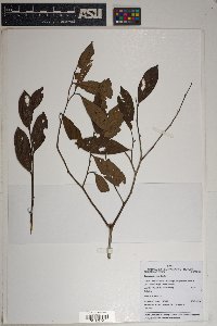 Couepia obovata image