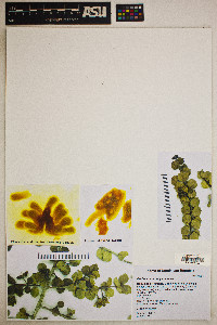 Image of Psidium nannophyllum