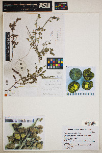 Psidium nannophyllum image