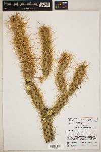 Cylindropuntia ganderi image