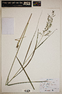 Coleataenia longifolia image