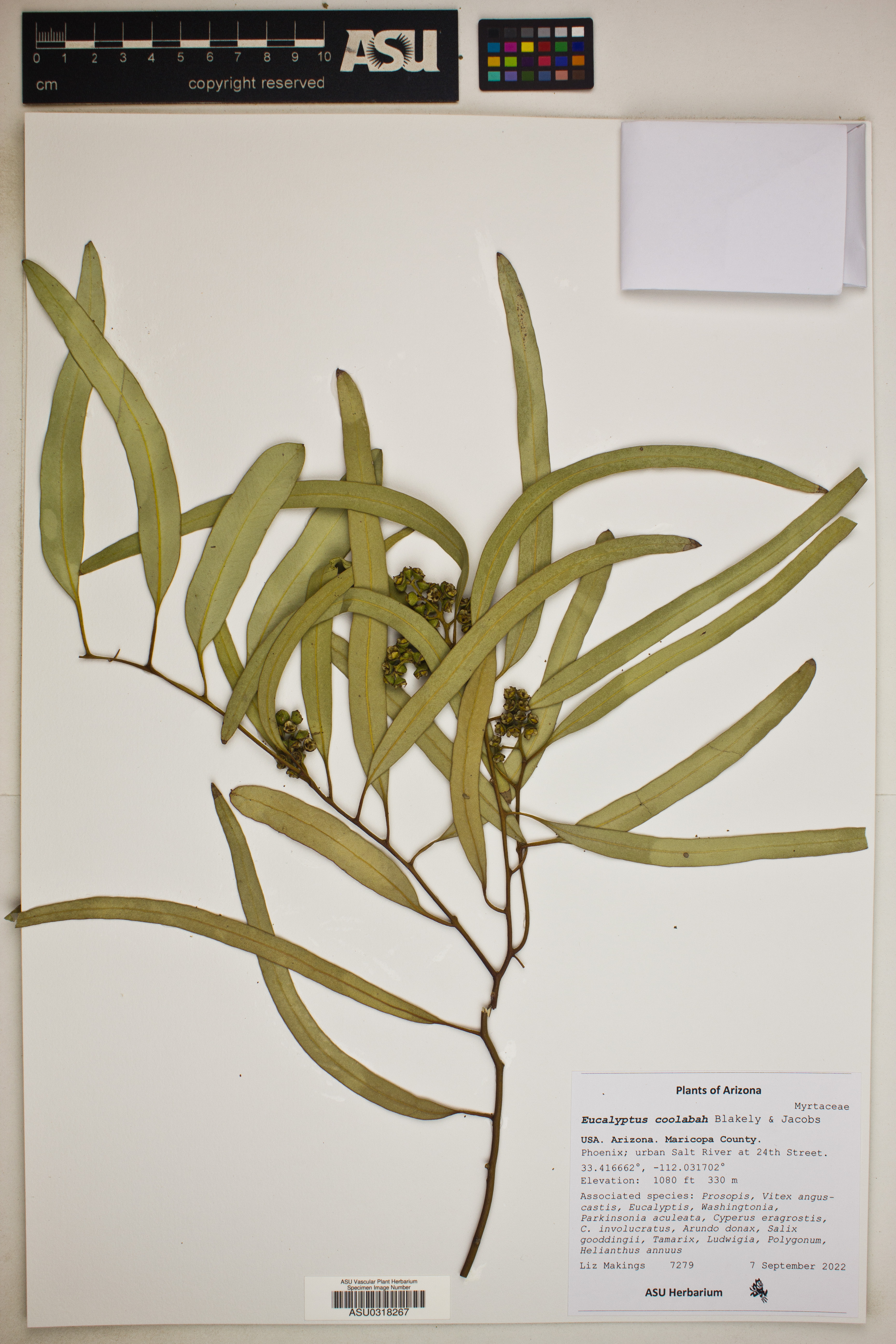 Eucalyptus coolabah image