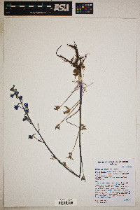 Delphinium scaposum image