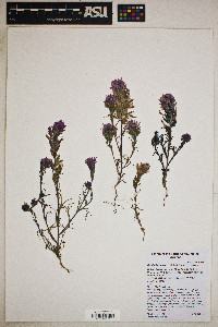 Castilleja exserta image