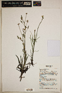 Lactuca graminifolia image