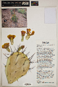 Opuntia x spinosibacca image