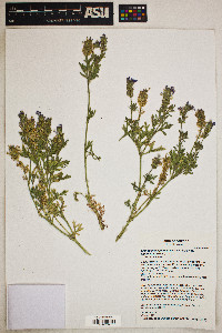 Glandularia bipinnatifida var. bipinnatifida image