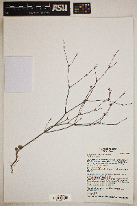 Eriogonum davidsonii image