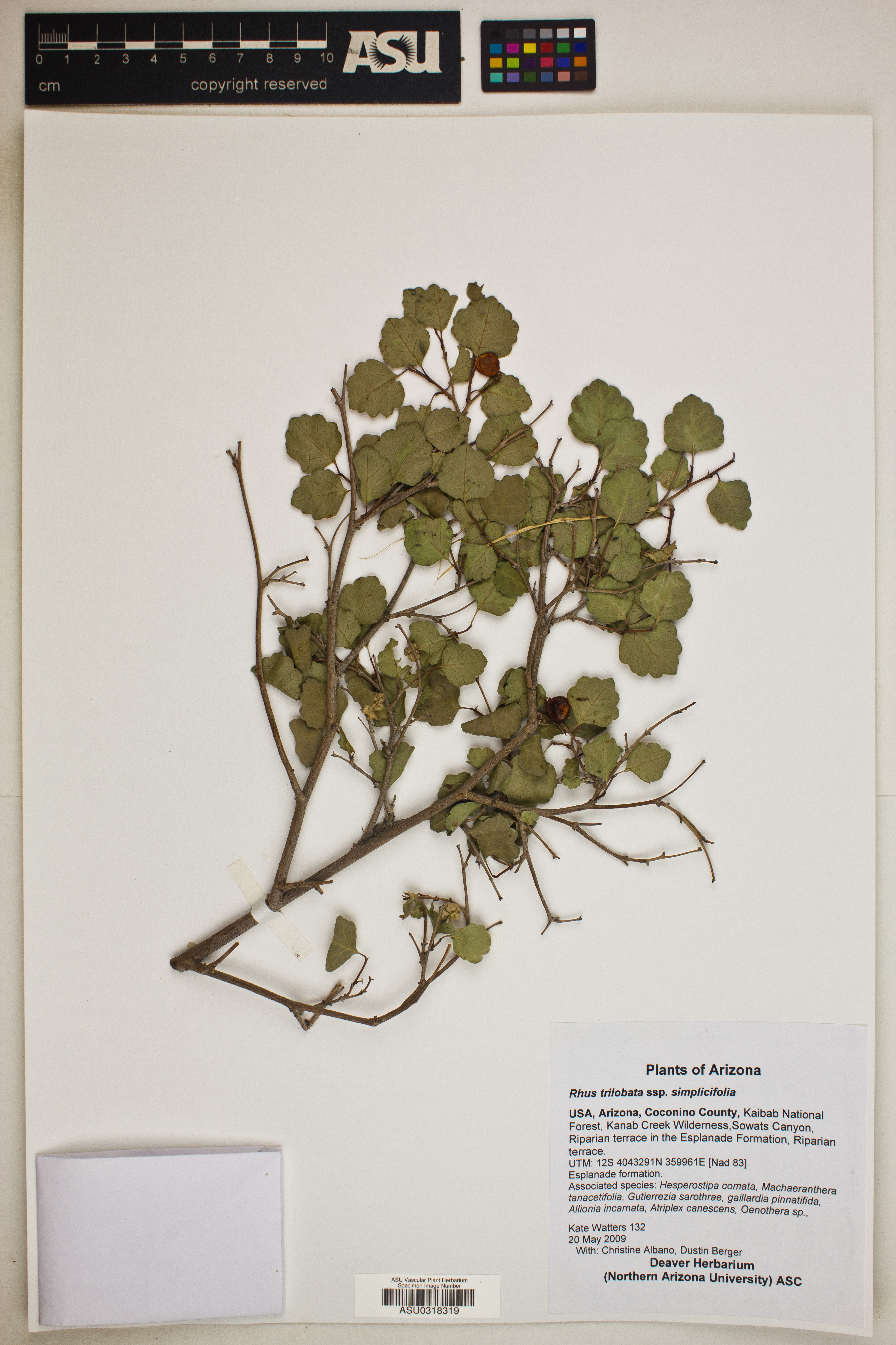 Rhus trilobata var. simplicifolia image