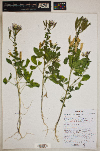 Polanisia dodecandra image