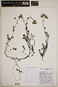 Phacelia distans image